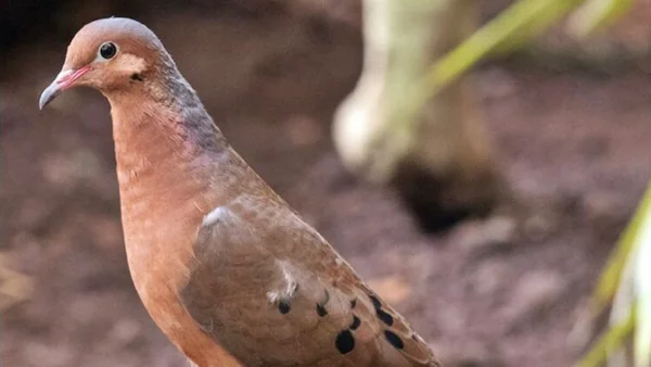 Após mais de 50 anos de extinção, ave dá à luz filhotes em zoológico