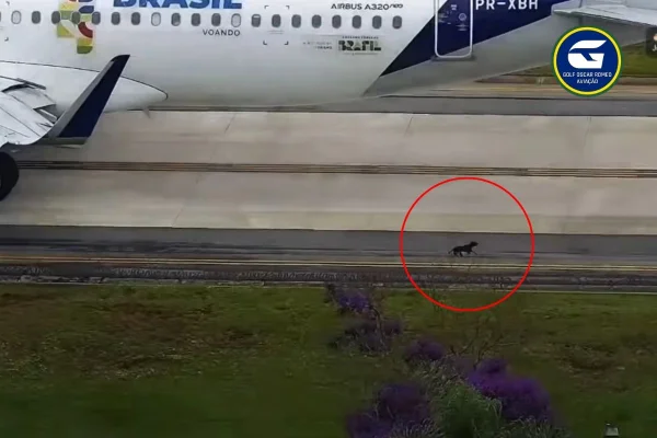 Imagem colorida mostra cachorro em pista do Aeroporto de Congonhas. Metrópoles