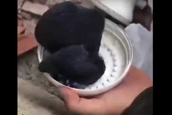polícia encontra droga dentro de chuveiro em goiás