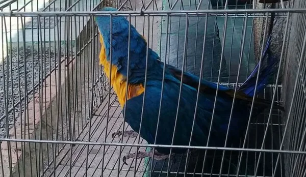 Bombeiro tenta resgatar arara presa e ave manda ele “se foder”