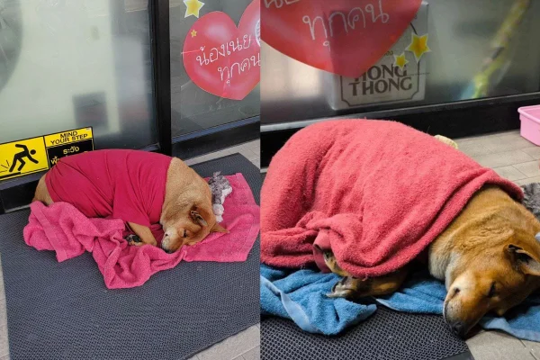 Imagem colorida de cachorro deitado no chão