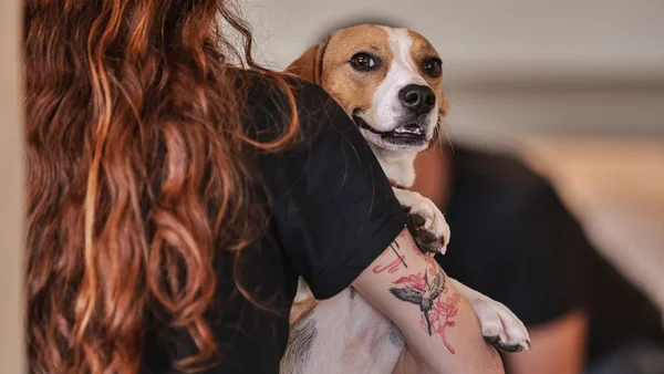 Pets sentem tédio? Saiba como transformar a rotina do seu melhor amigo