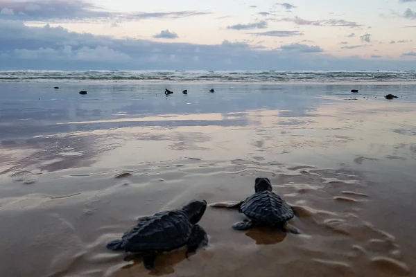 Imagem colorida mostra Tartarugas recém nascidas na praia - Metrópoles