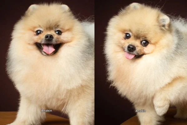 Imagem colorida de lulu da pomerânia antes e depois de ser elogiado