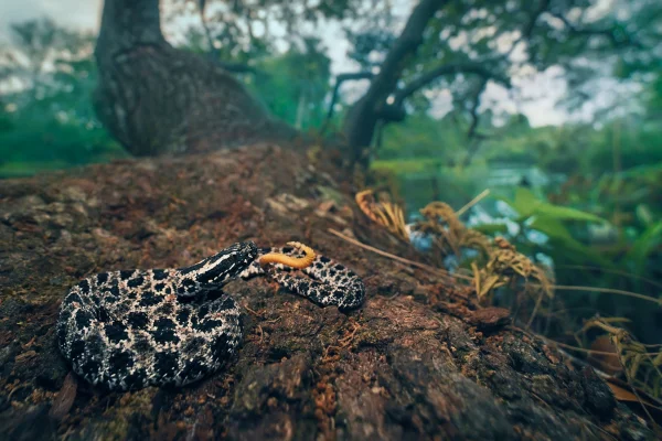 Patógenos ameaçam cobras e podem levar algumas espécies à extinção, diz estudo