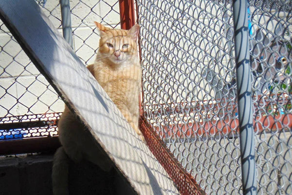 Presídios poderão acolher cães e gatos para ressocializar detentos