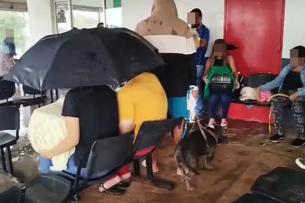 Tutores e pets - Metrópoles