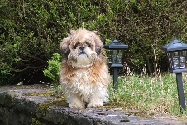 Veja os nomes mais populares de cachorros e gatos no Brasil