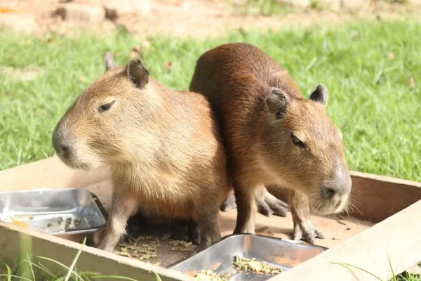 capivaras