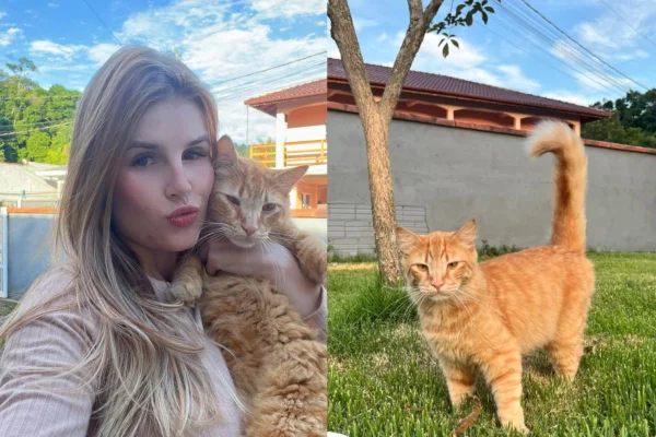 Montagem de duas imagens coloridas de mulher com gato laranja e pet em pé na grama