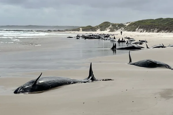 Uma visão de um grupo de 157 golfinhos encalhados em uma praia remota na Tasmânia, Austrália, em 19 de fevereiro de 2025. Dezenas de falsas orcas encalhadas em uma praia remota na Tasmânia foram sacrificadas após condições climáticas severas e o isolamento da área atrapalhou os esforços de resgate, de acordo com autoridades australianas