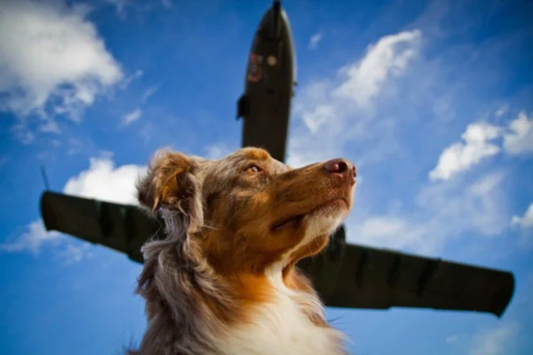 perfil de cachorro embaixo de avião