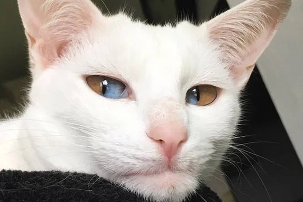 Iti! Gatinho com condição genética rara faz sucesso na web