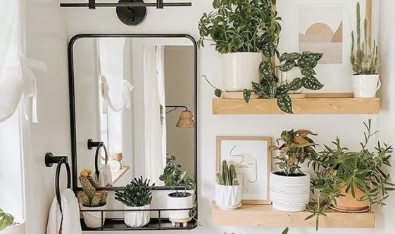 Veja as melhores plantas para afastar as energias negativas de casa