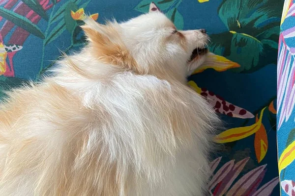 “Flock sofreu muito antes de morrer”, desabafa tutora de cachorrinho - destaque galeria “Flock sofreu muito antes de morrer”, desabafa tutora de cachorrinho - destaque galeria