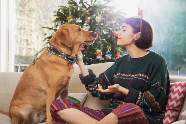 Animais de estimação em festas de fim de ano