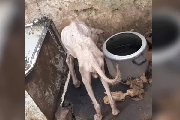 cães abandonados em campo grande (ms)