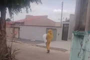 Cão morreu após ser atacado por abelhas em Caldas Novas Cão morreu após ser atacado por abelhas em Caldas Novas
