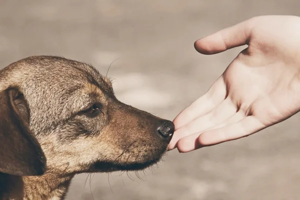 Cachorro vira-lata cheira mão de pessoa - Metrópoles