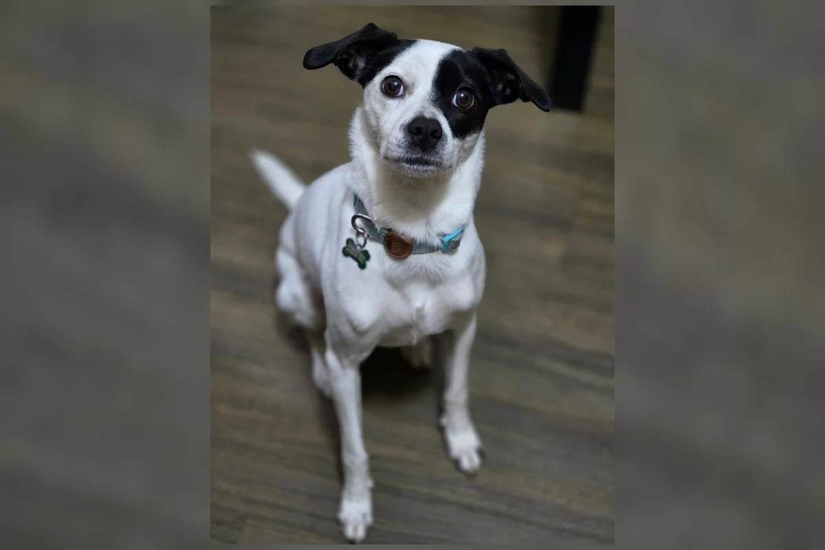 Cachorrinha que fugiu às vésperas de viagem de família morre atropelada - imagem 1 Cachorrinha que fugiu às vésperas de viagem de família morre atropelada - imagem 1