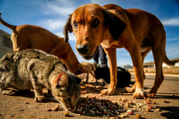 cachorro e gato