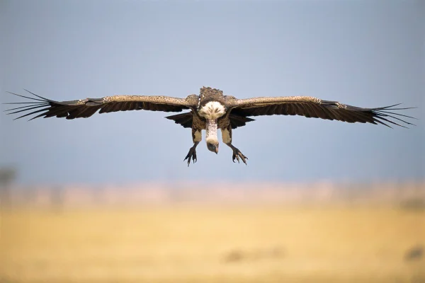 Foto do voo de um grifo-de-rüppell - Metrópoles