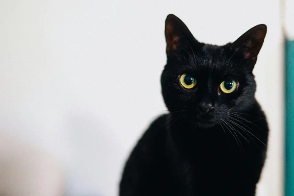 Gato preto