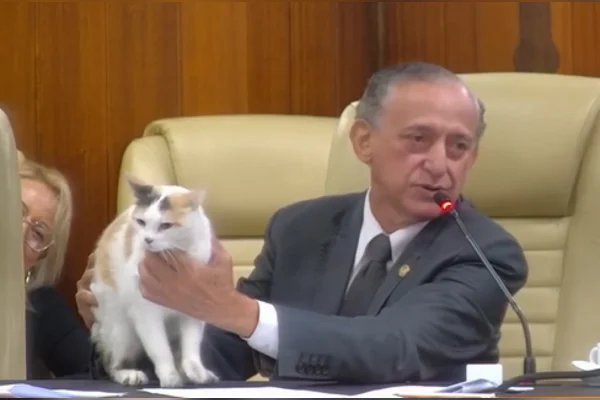 Gata Diva rouba a cena em sessão da Câmara e momento viraliza