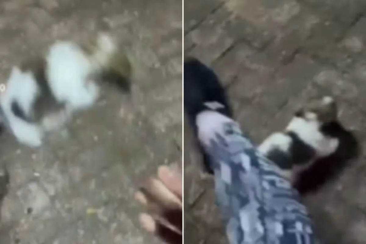 Maria Gabriela Cervantes Pereira foi presa em flagrante em Aquidauana (MS), nesta quarta-feira (9/9). O filhote de shih-tzu tem 40 dias - Metrópoles