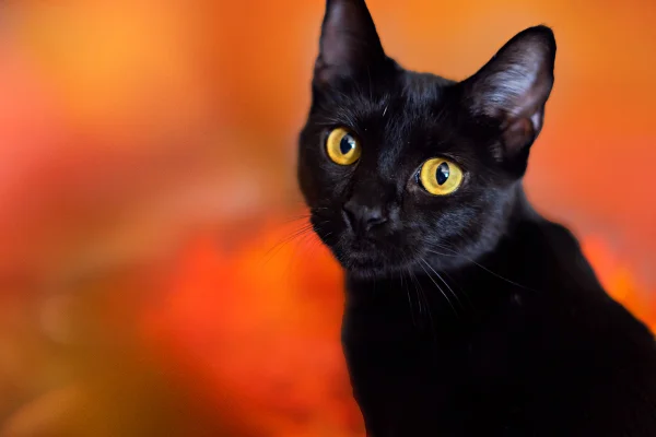 Gato preto em fundo laranja