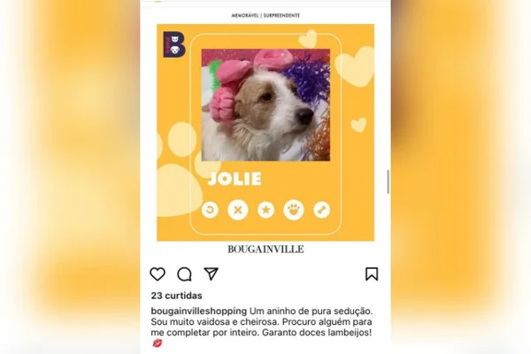 cachorros tinder animal goiania (5)