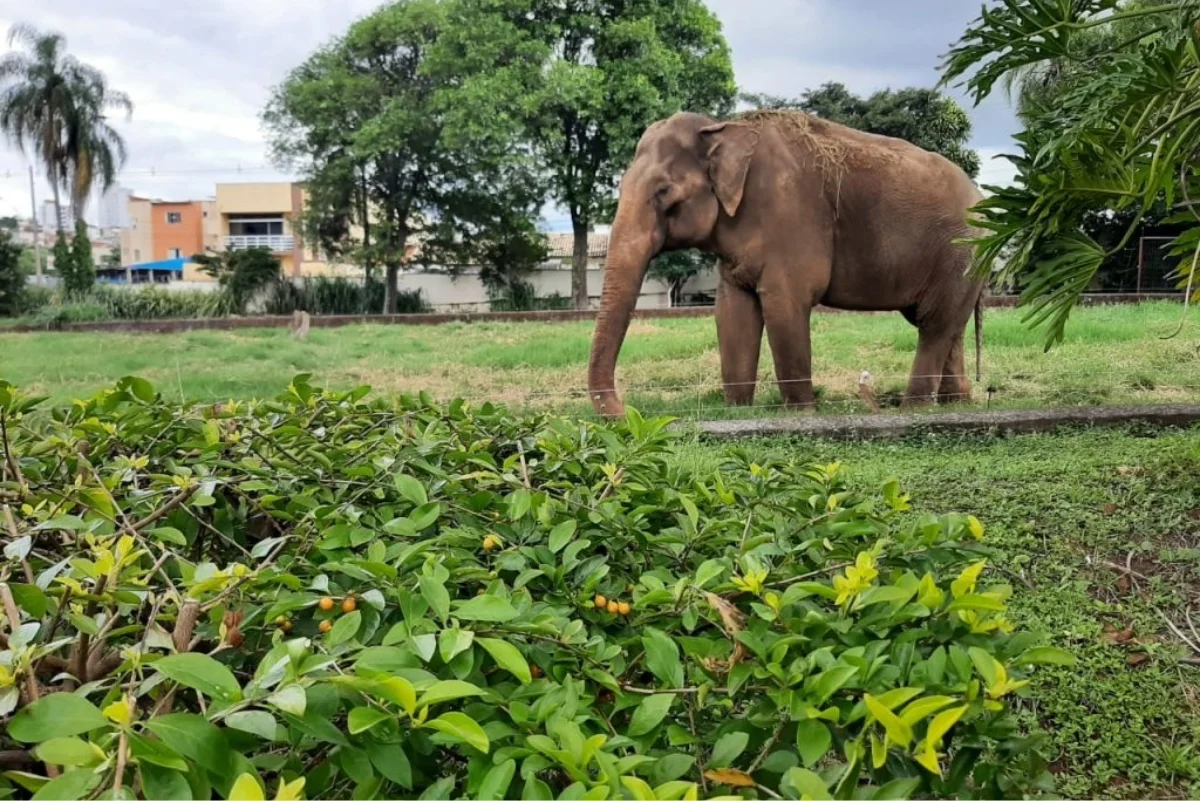 Justiça de São Paulo mantém nessa quinta-feira (18/6) a decisão de transferêcia do elefante Sandro do Zoológico de Sorocaba para o Santuário de Elefantes Brasileiro (SEB) em Mato Grosso Justiça de São Paulo mantém nessa quinta-feira (18/6) a decisão de transferêcia do elefante Sandro do Zoológico de Sorocaba para o Santuário de Elefantes Brasileiro (SEB) em Mato Grosso