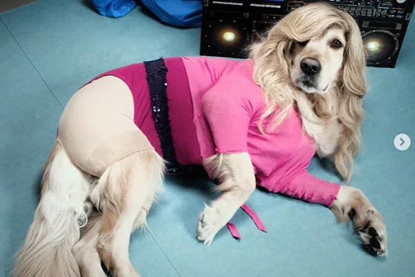 Cachorro recria momentos icônicos vividos por Madonna