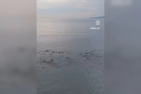 Trecho do vídeo com centenas de golfinhos em praia de Santa Catarina - Metrópoles