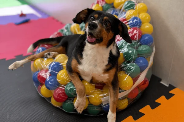 Primeiro canil para cães com deficiência é inaugurado em São Paulo