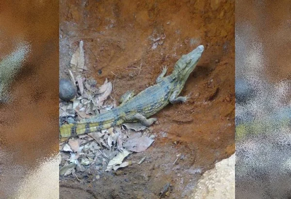 Filhote de jacaré é resgatado em área residencial do Lago Sul