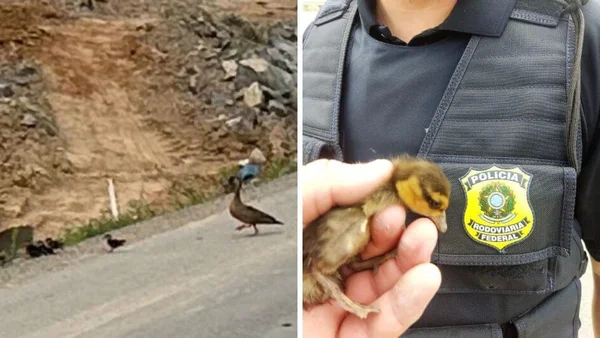 Imagem colorida de patos-selvagens na rodovia - Metrópoles