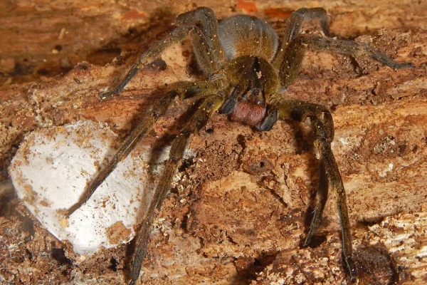 Foto colorida de aranha camuflada em uma rocha de cor marrom - Metrópoles.
