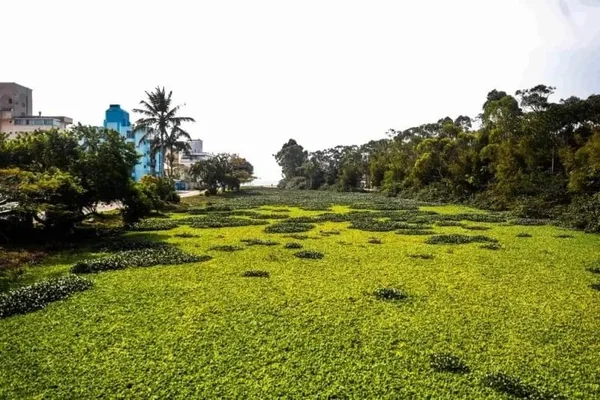SC: rio é coberto por vegetação e especialistas alertam para poluição