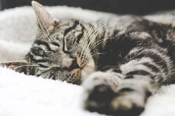 20 momentos de pura preguiça dos gatos para melhorar seu dia