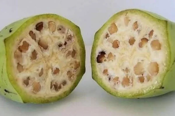 Bananas silvestres tinham até caroço. Veja como eram outras frutas