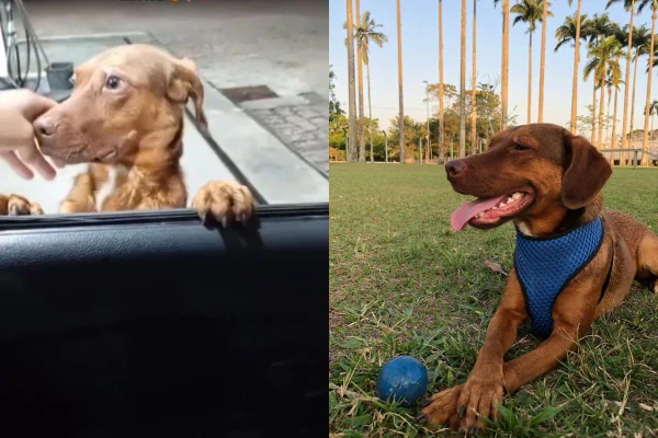 Montagem de duas imagens coloridas de cachorro em pé na porta de carro e outra dele deitado na grama