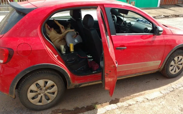 Motorista preso transportava porco morto em cadeirinha de bebê