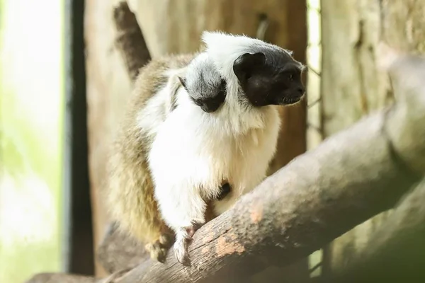 Zoo de Brasília comemora nascimento de dois primatas ameaçados de extinção