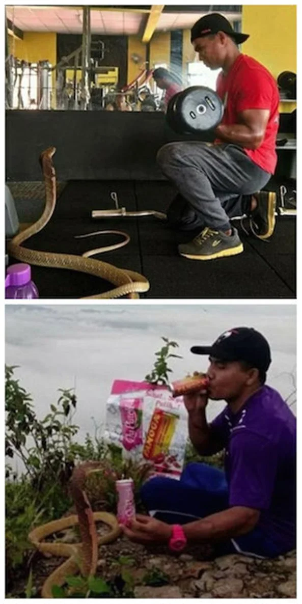 Pai de dois filhos cria cobra píton de 5 metros dentro de casa