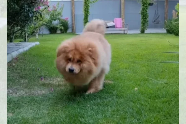 Chow Chow