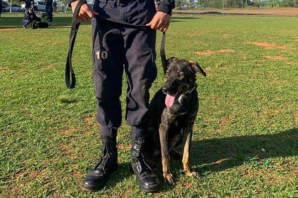 Policial e cão - Metrópoles