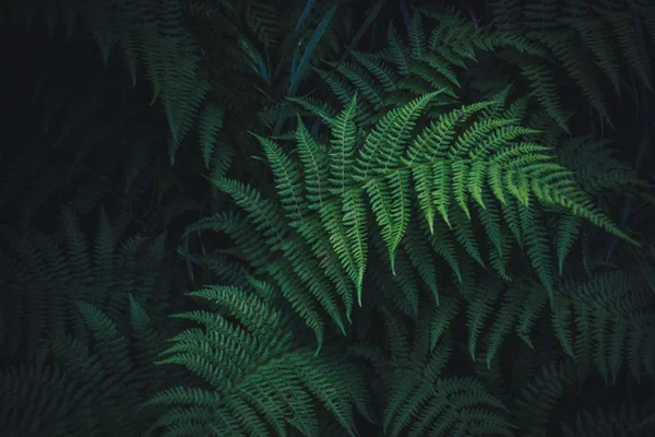 10 plantas que melhoram a energia da casa