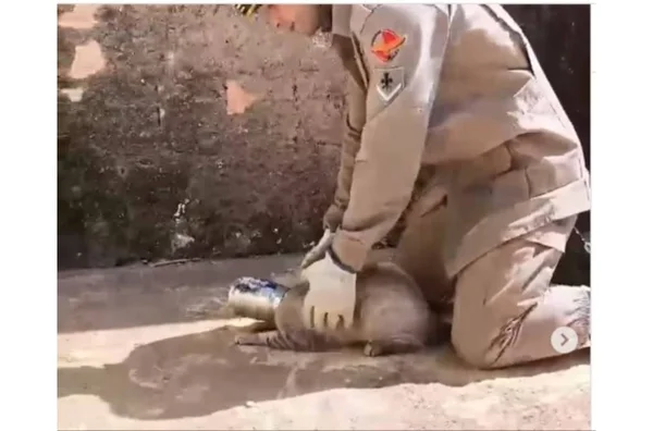 imagem colorida gato é salvo apos prender cabeça em lata Metrópoles