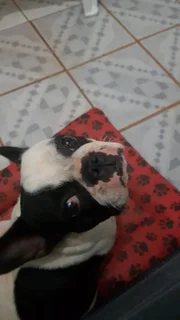 Tem cerca de 1 ano e 6 meses